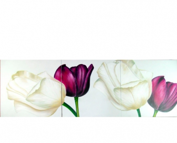 Tulips 515373